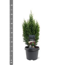 Puskiparisis lausono (Lot Chamaecyparis l.) 'Snow White' C3/P19 30-40 CM