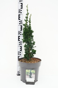Puskiparisis lausono (Lot Chamaecyparis l.) 'Wissel's Saguaro' C5/P23 30-40 CM | PUSKIPARISIAI | SPYGLIUOČIAI