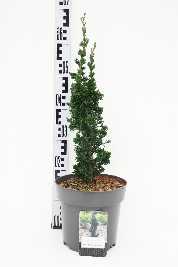 Puskiparisis lausono (Lot Chamaecyparis l.) 'Wissel's Saguaro' C5/P23 30-40 CM | PUSKIPARISIAI | SPYGLIUOČIAI