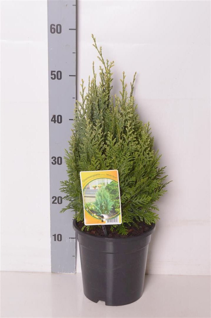 Puskiparisis lausono (Lot Chamaecyparis l.) 'White Spot' C3/P19 40-50 CM