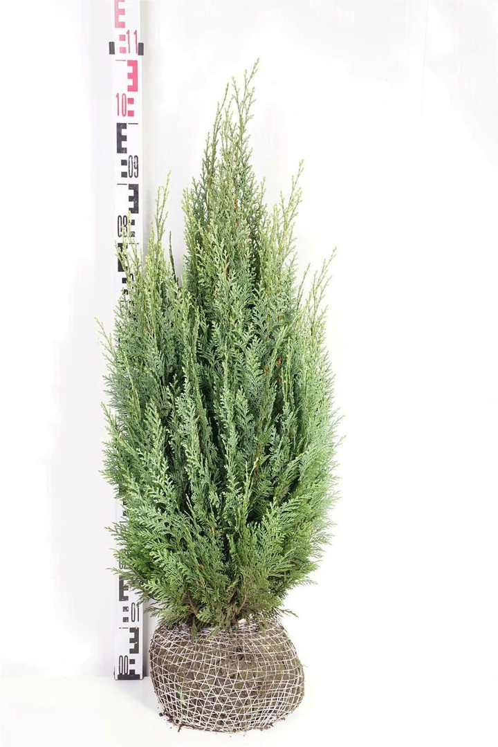 Puskiparisis lausono (Lot Chamaecyparis l.) 'White Spot' RB 60-80 CM