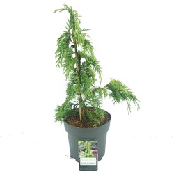 Puskiparisis nutkinis (Lot Chamaecyparis nootk.) 'Golden Waterfall' C5/P23 60-80 CM | PUSKIPARISIAI | SPYGLIUOČIAI