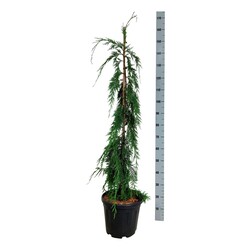 Puskiparisis nutkinis (Lot Chamaecyparis n.) 'Moonshot' C15 100-125 CM