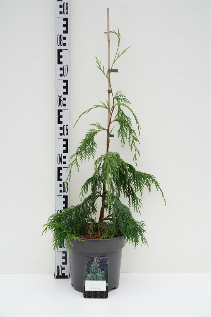 Puskiparisis nutkinis (Lot Chamaecyparis n.) 'Pendula' C5/P23 60-80 CM