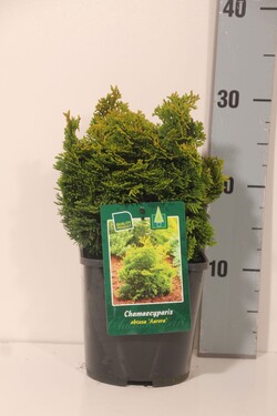 Puskiparisis bukasis (Lot Chamaecyparis o.) 'Aurora' C2/P17 15-20 CM - nuotrauka 2