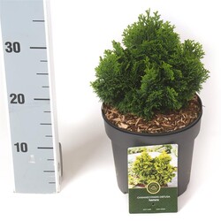 Puskiparisis bukasis (Lot Chamaecyparis o.) 'Aurora' C2,5/P18 15-20 CM