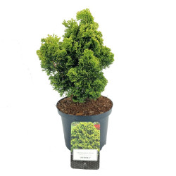 Puskiparisis bukasis (Lot Chamaecyparis o.) 'Aurora' C2,5/P18 20-25 CM | PUSKIPARISIAI | SPYGLIUOČIAI