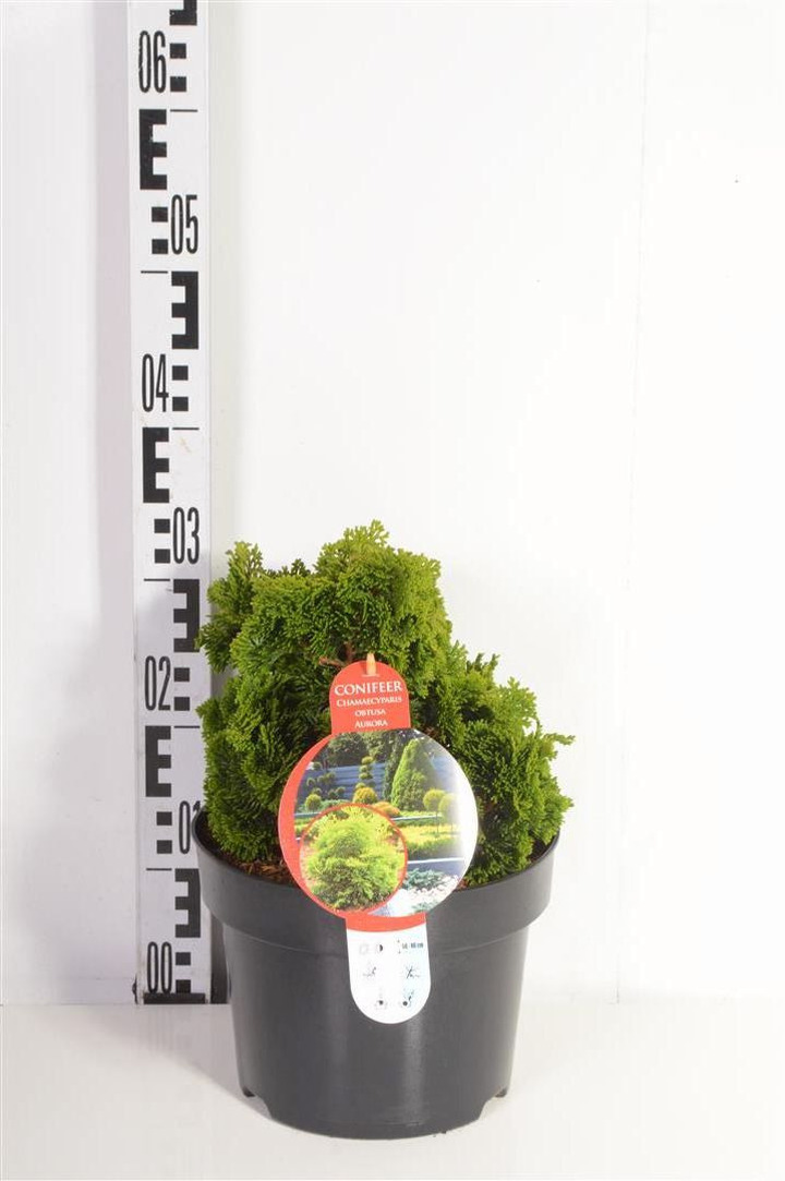 Puskiparisis bukasis (Lot Chamaecyparis o.) 'Aurora' C5/P23 25-30 CM | PUSKIPARISIAI | SPYGLIUOČIAI