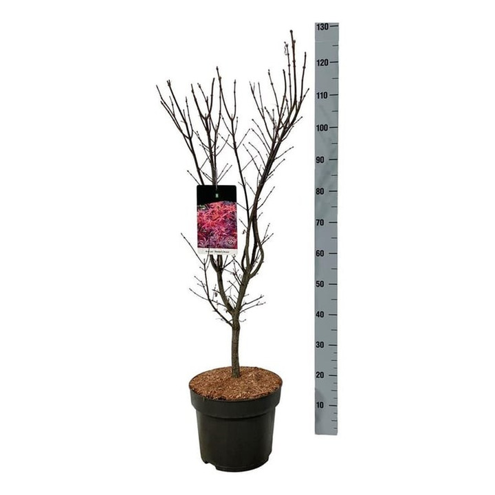Puskiparisis bukasis (Lot Chamaecyparis o.) 'Aurora' C18 KOTAS 80 CM | PUSKIPARISIAI | SPYGLIUOČIAI