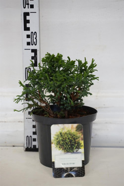 Puskiparisis bukasis (Lot Chamaecyparis o.) 'Birgit' C2,5/P18 15-20 CM | PUSKIPARISIAI | SPYGLIUOČIAI