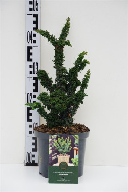 Puskiparisis bukasis (Lot Chamaecyparis o.) 'Chirimen' C2,5/P18 20-25 CM - nuotrauka 1