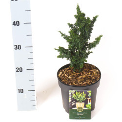 Puskiparisis bukasis (Lot Chamaecyparis o.) 'Chirimen' C2,5/P18 20-25 CM - nuotrauka 2