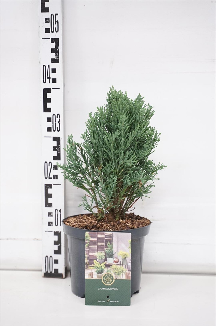 Puskiparisis bukasis (Lot Chamaecyparis o.) 'Draht Hexe' C2,5/P18 15-20 CM | PUSKIPARISIAI | SPYGLIUOČIAI