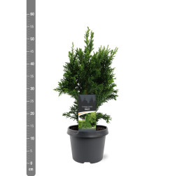 Puskiparisis bukasis (Lot Chamaecyparis o.) 'Draht' C3/P19 30-40 CM - nuotrauka 1