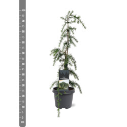Puskiparisis bukasis (Lot Chamaecyparis o.) 'Draht' C3/P19 30-40 CM - nuotrauka 2