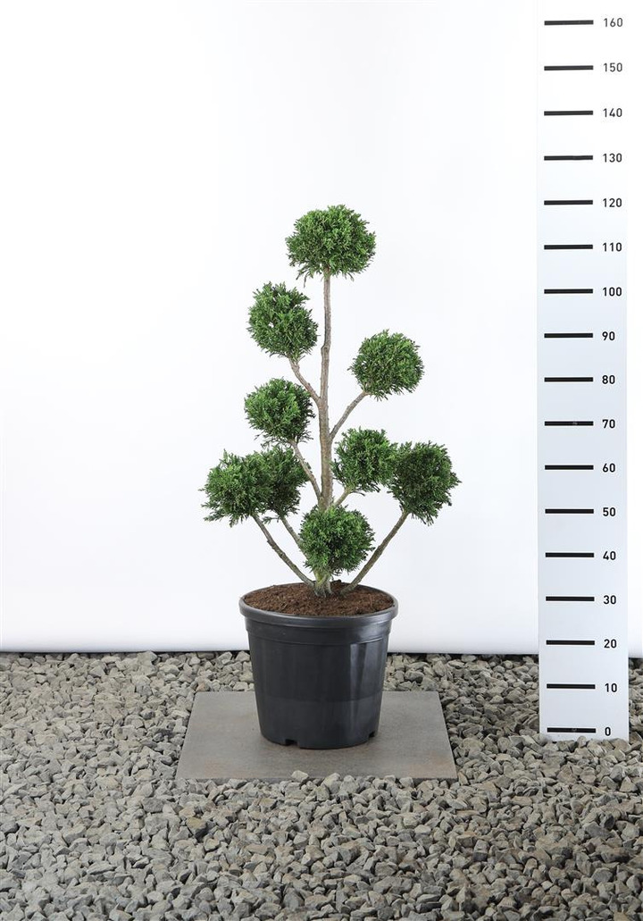 Puskiparisis bukasis (Lot Chamaecyparis o.) 'Draht' MULTIB 80-100 CM EXTRA C25