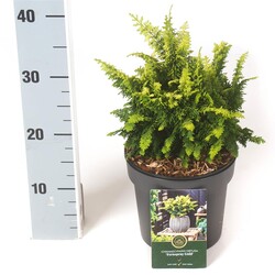 Puskiparisis bukasis (Lot Chamaecyparis o.) 'Fernspray Gold' C2,5/P18 20-25 CM | PUSKIPARISIAI | SPYGLIUOČIAI