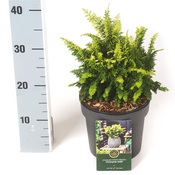 Puskiparisis bukasis (Lot Chamaecyparis o.) 'Fernspray Gold' C2,5/P18 20-25 CM | PUSKIPARISIAI | SPYGLIUOČIAI