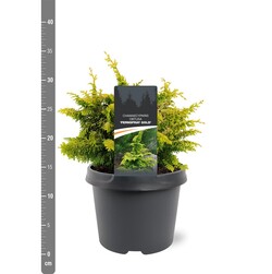 Puskiparisis bukasis (Lot Chamaecyparis o.) 'Fernspray Gold' C3/P19 20-25 CM | PUSKIPARISIAI | SPYGLIUOČIAI