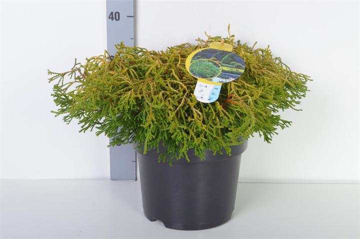 Puskiparisis bukasis (Lot Chamaecyparis o.) 'Gitte' C7,5/P26 30-40 CM | PUSKIPARISIAI | SPYGLIUOČIAI