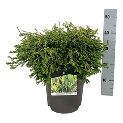 Puskiparisis bukasis (Lot Chamaecyparis o.) 'Gitte' C7,5/P26 40-50 CM