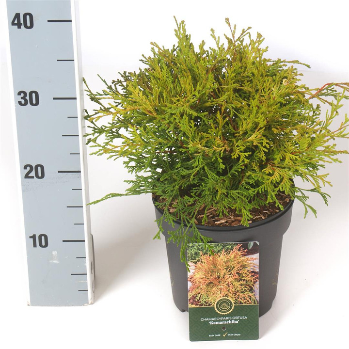 Puskiparisis bukasis (Lot Chamaecyparis o.) 'Kamarachiba' C2,5/P18 20-25 CM | PUSKIPARISIAI | SPYGLIUOČIAI