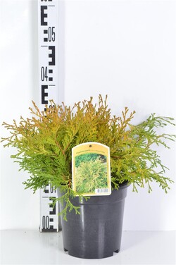 Puskiparisis bukasis (Lot Chamaecyparis o.) 'Kamarachiba' C3/P19 25-30 CM | PUSKIPARISIAI | SPYGLIUOČIAI