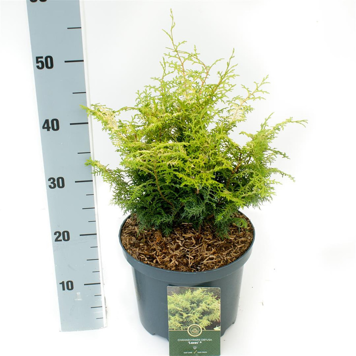 Puskiparisis bukasis (Lot Chamaecyparis o.) 'Lucas' C5/P23 25-30 CM | PUSKIPARISIAI | SPYGLIUOČIAI