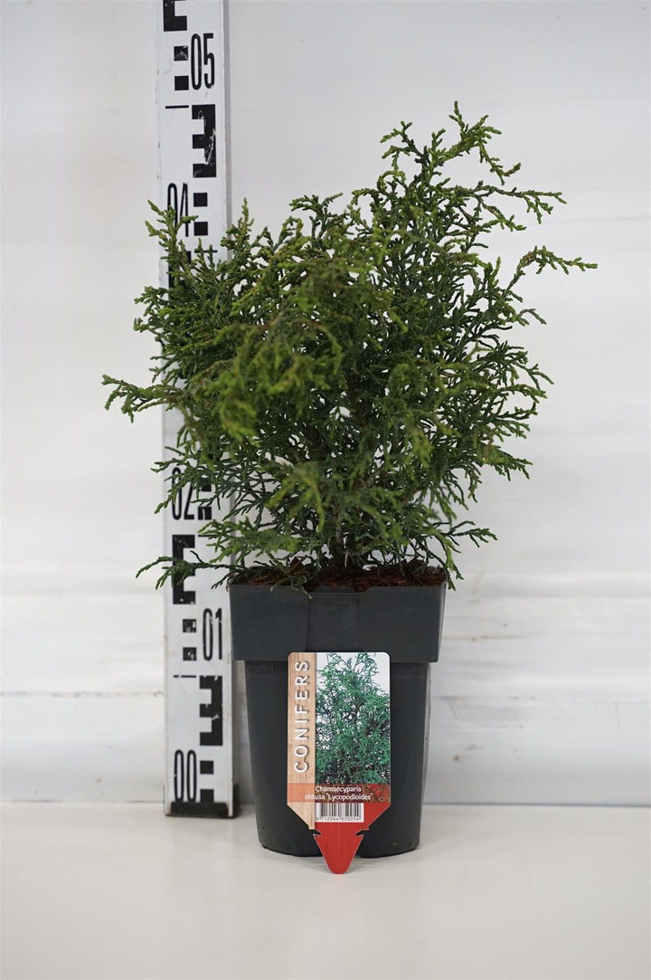Puskiparisis bukasis (Lot Chamaecyparis o.) 'Lycopodioides' C2/P17 30/+ CM | PUSKIPARISIAI | SPYGLIUOČIAI