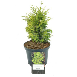 Puskiparisis bukasis (Lot Chamaecyparis o.) 'Melody' C2,5/P18 15-20 CM | PUSKIPARISIAI | SPYGLIUOČIAI