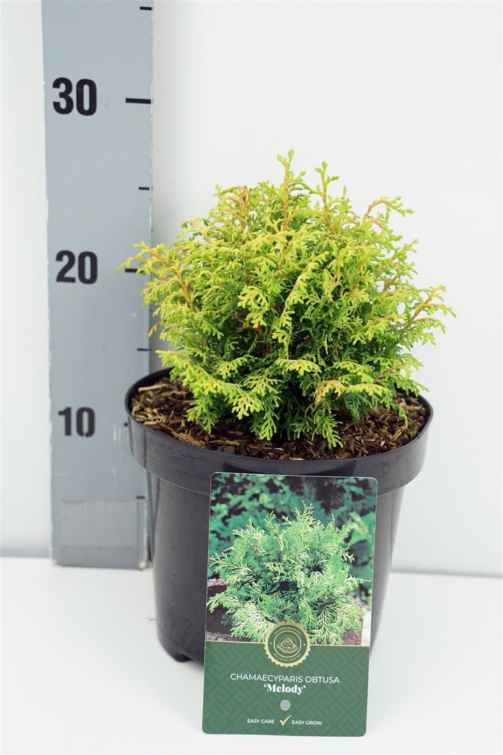 Puskiparisis bukasis (Lot Chamaecyparis o.) 'Melody' C2,5/P18 20-25 CM | PUSKIPARISIAI | SPYGLIUOČIAI