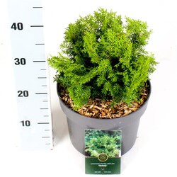 Puskiparisis bukasis (Lot Chamaecyparis o.) 'Melody' C5/P23 30-40 CM