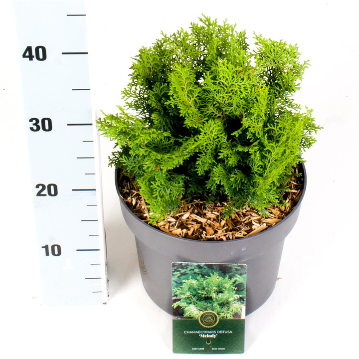 Puskiparisis bukasis (Lot Chamaecyparis o.) 'Melody' C5/P23 30-40 CM