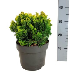 Puskiparisis bukasis (Lot Chamaecyparis o.) 'Meroki Twin' C5/P23 20-25 CM - nuotrauka 1
