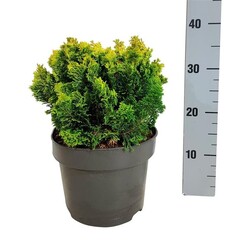 Puskiparisis bukasis (Lot Chamaecyparis o.) 'Meroki Twin' C5/P23 20-25 CM - nuotrauka 2
