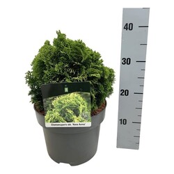 Puskiparisis bukasis (Lot Chamaecyparis o.) 'Nana Aurea' C5/P23 15-20 CM - nuotrauka 2