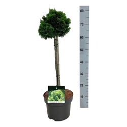 Puskiparisis bukasis (Lot Chamaecyparis o.) 'Nana Aurea' C5/P23 STIEBAS 40 CM - nuotrauka 1