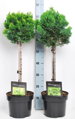 Puskiparisis bukasis (Lot Chamaecyparis o.) 'Nana Aurea' C5/P23 STIEBAS 40 CM - nuotrauka 2