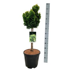 Puskiparisis bukasis (Lot Chamaecyparis o.) 'Nana Aurea' C15 STIEBAS 50 CM Ø 30-40