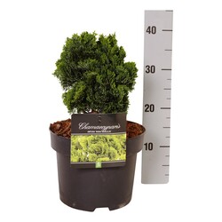 Puskiparisis bukasis (Lot Chamaecyparis o.) 'Nana Gracilis' C5/P23 20-25 CM - nuotrauka 1