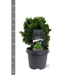Puskiparisis bukasis (Lot Chamaecyparis o.) 'Nana Gracilis' C5/P23 25-30 CM - nuotrauka 2