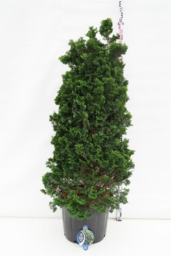 Puskiparisis bukasis (Lot Chamaecyparis o.) 'Nana Gracilis' C65 120-140 CM | PUSKIPARISIAI | SPYGLIUOČIAI