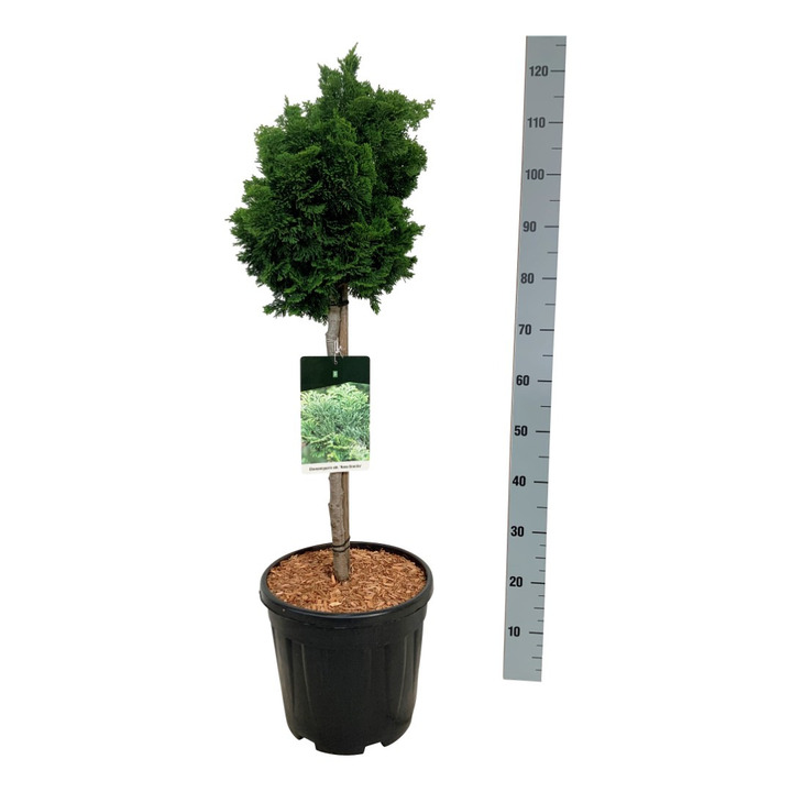 Puskiparisis bukasis (Lot Chamaecyparis o.) 'Nana Gracilis' C15 STIEBAS 50 CM Ø 30-40