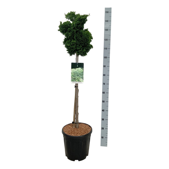 Puskiparisis bukasis (Lot Chamaecyparis o.) 'Nana Gracilis' C15 STIEBAS 80 CM Ø 30-35