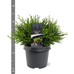 Puskiparisis bukasis (Lot Chamaecyparis o.) 'Pygmaea' C3/P19 25-30 CM | PUSKIPARISIAI | SPYGLIUOČIAI