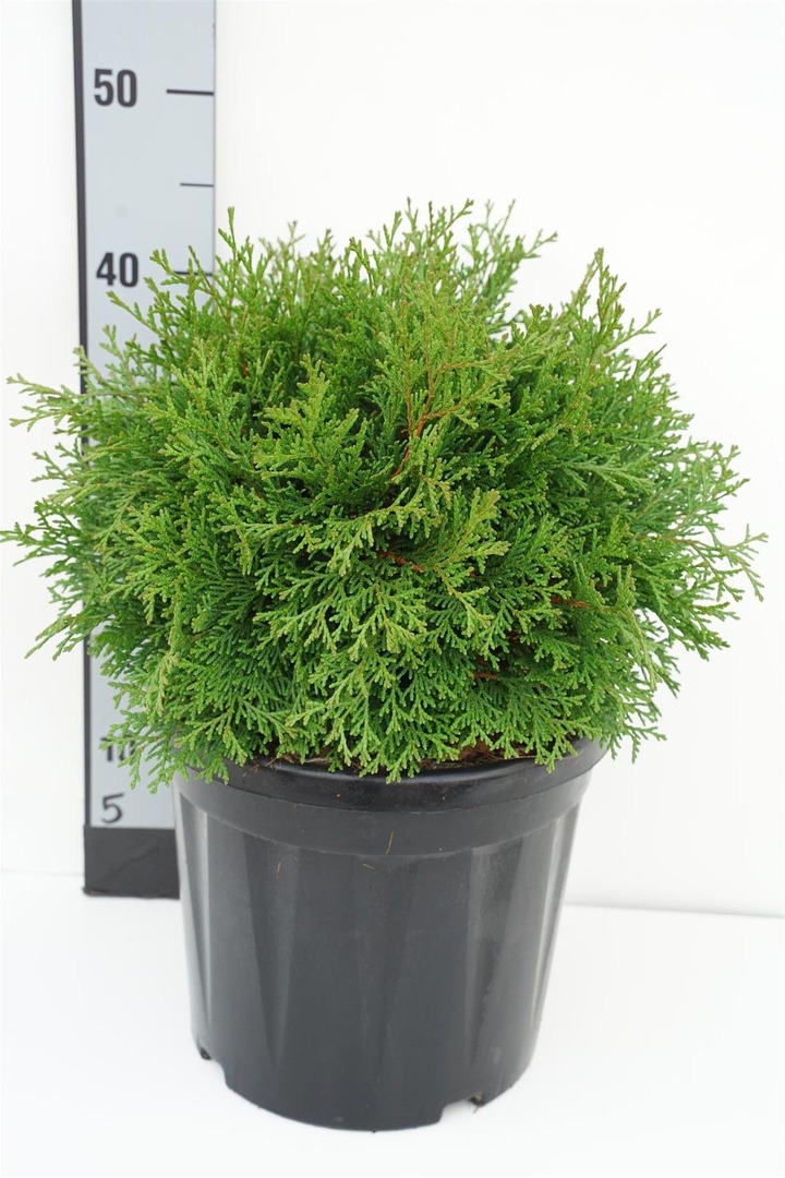 Puskiparisis bukasis (Lot Chamaecyparis o.) 'Pygmaea' C7,5/P26 30-35 CM | PUSKIPARISIAI | SPYGLIUOČIAI