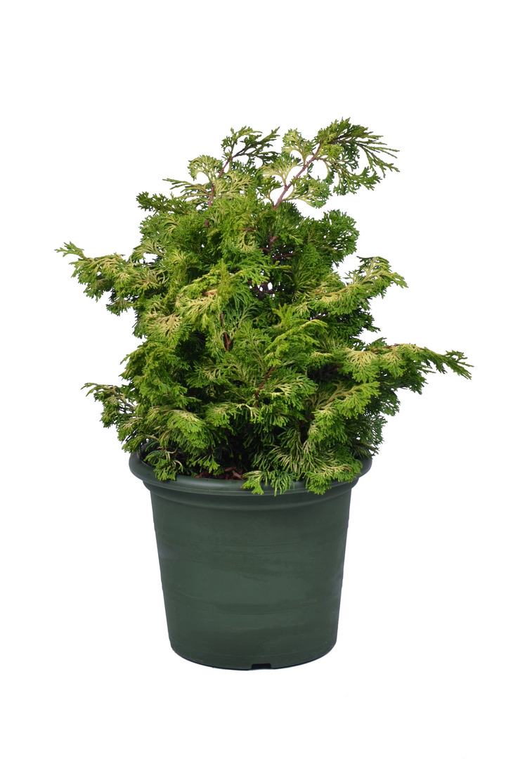 Puskiparisis bukasis (Lot Chamaecyparis o.) 'Rashahiba' C4/P21 25-30 CM