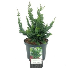 Puskiparisis bukasis (Lot Chamaecyparis o.) 'Teddy Bear' C2,5/P18 15-20 CM | PUSKIPARISIAI | SPYGLIUOČIAI