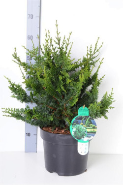 Puskiparisis bukasis (Lot Chamaecyparis o.) 'Teddy Bear' C7,5/P26 40-50 CM | PUSKIPARISIAI | SPYGLIUOČIAI