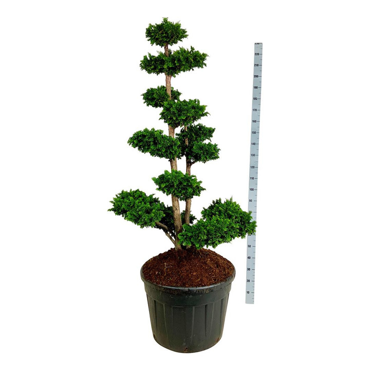 Puskiparisis bukasis (Lot Chamaecyparis o.) 'Teddy Bear' NIWAKI BONSAI 150-175 CM | PUSKIPARISIAI | SPYGLIUOČIAI
